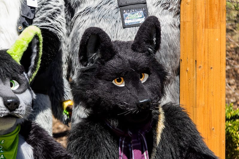 33879637232 537e4cc444 C fursuit